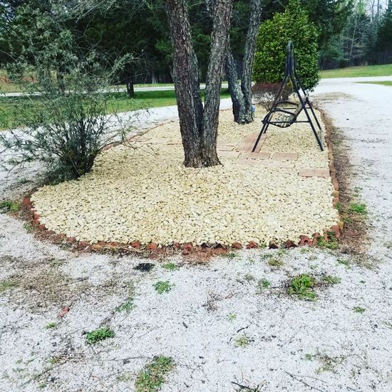 A tree is sitting in the middle of a pile of mulch.