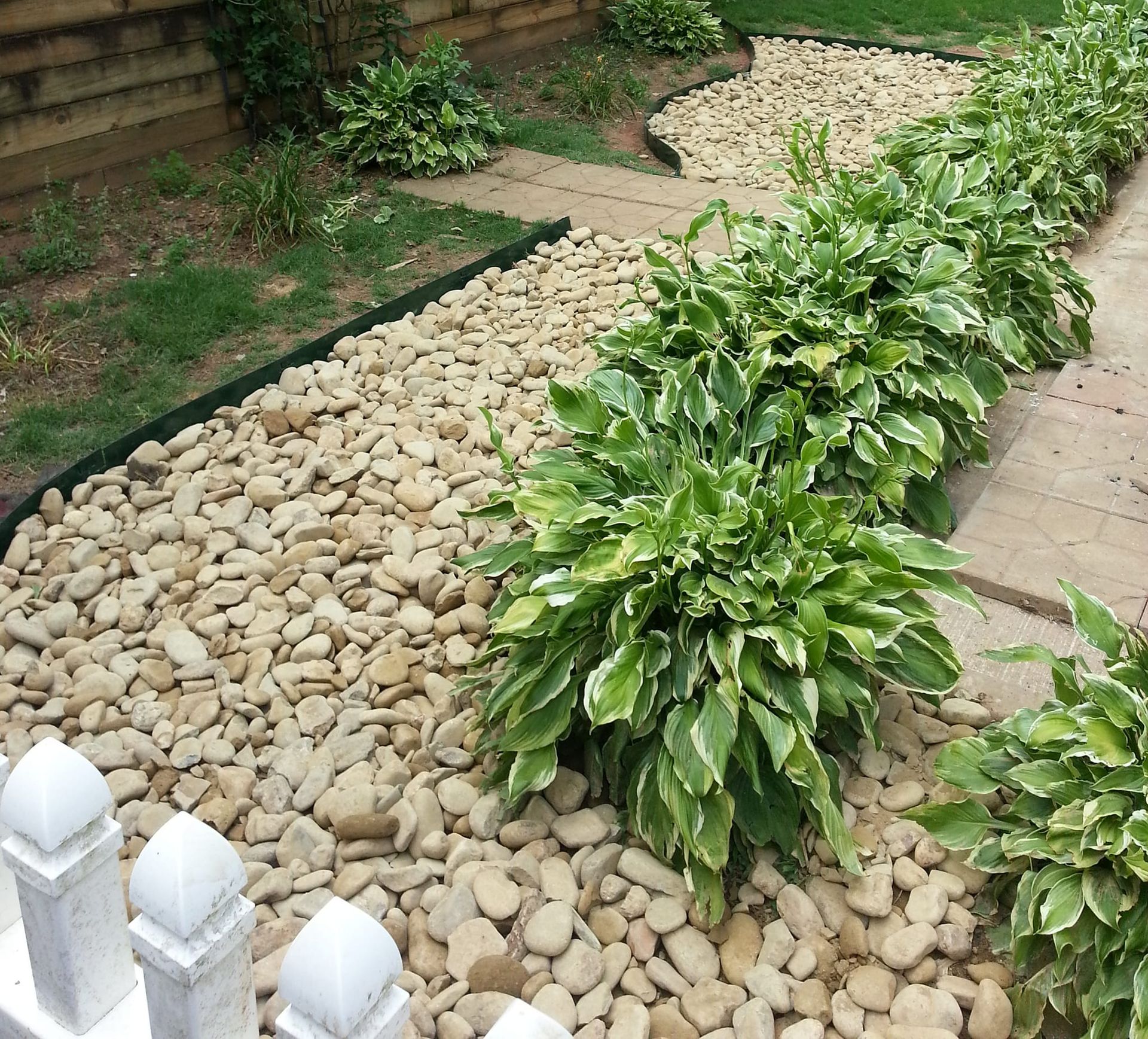 A row of plants along a path surrounded by rocks