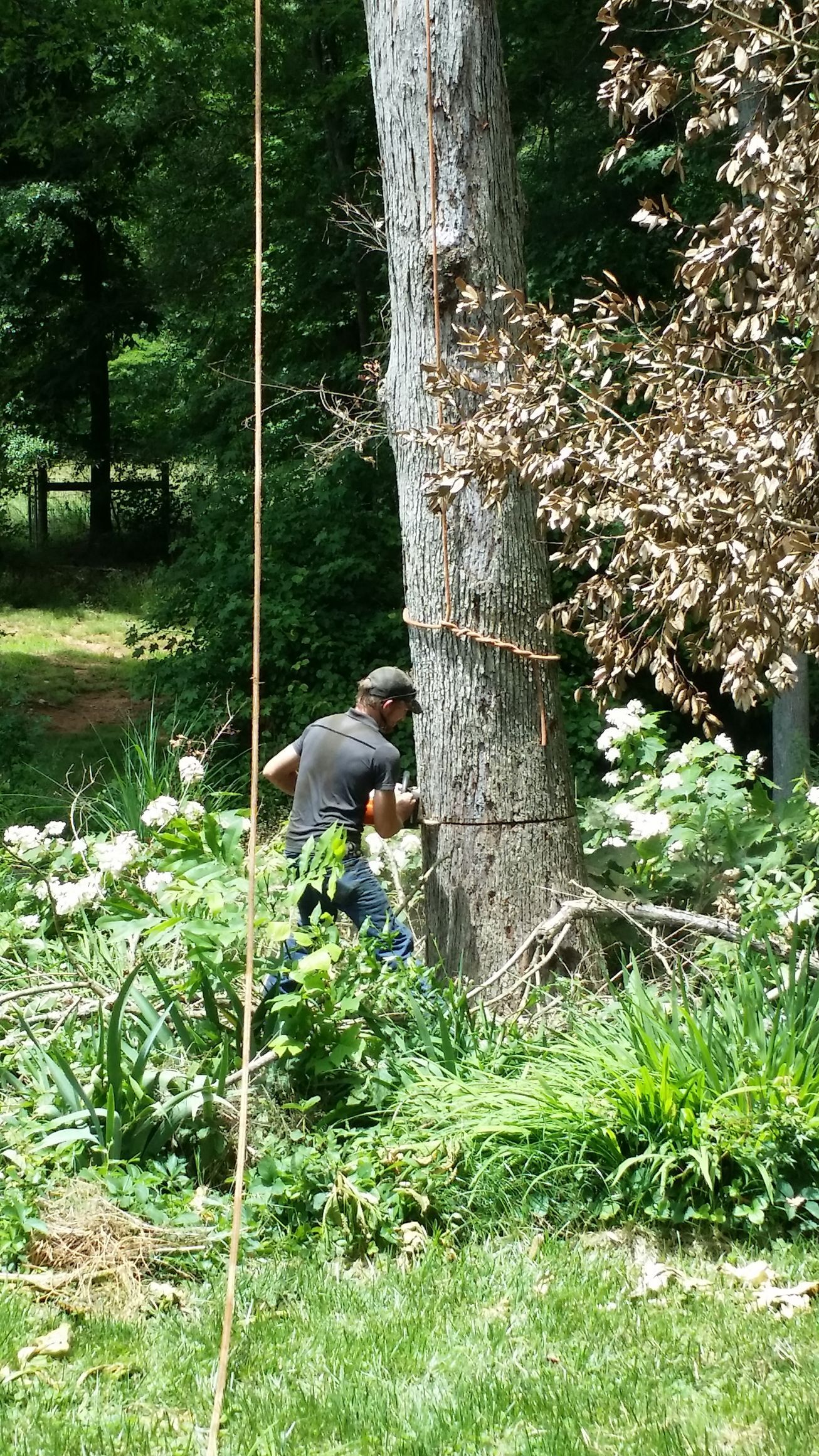 A man is cutting down a tree with a chainsaw enoree