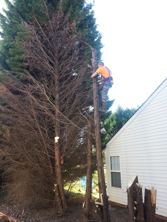 A man is climbing a tree in front of a house.