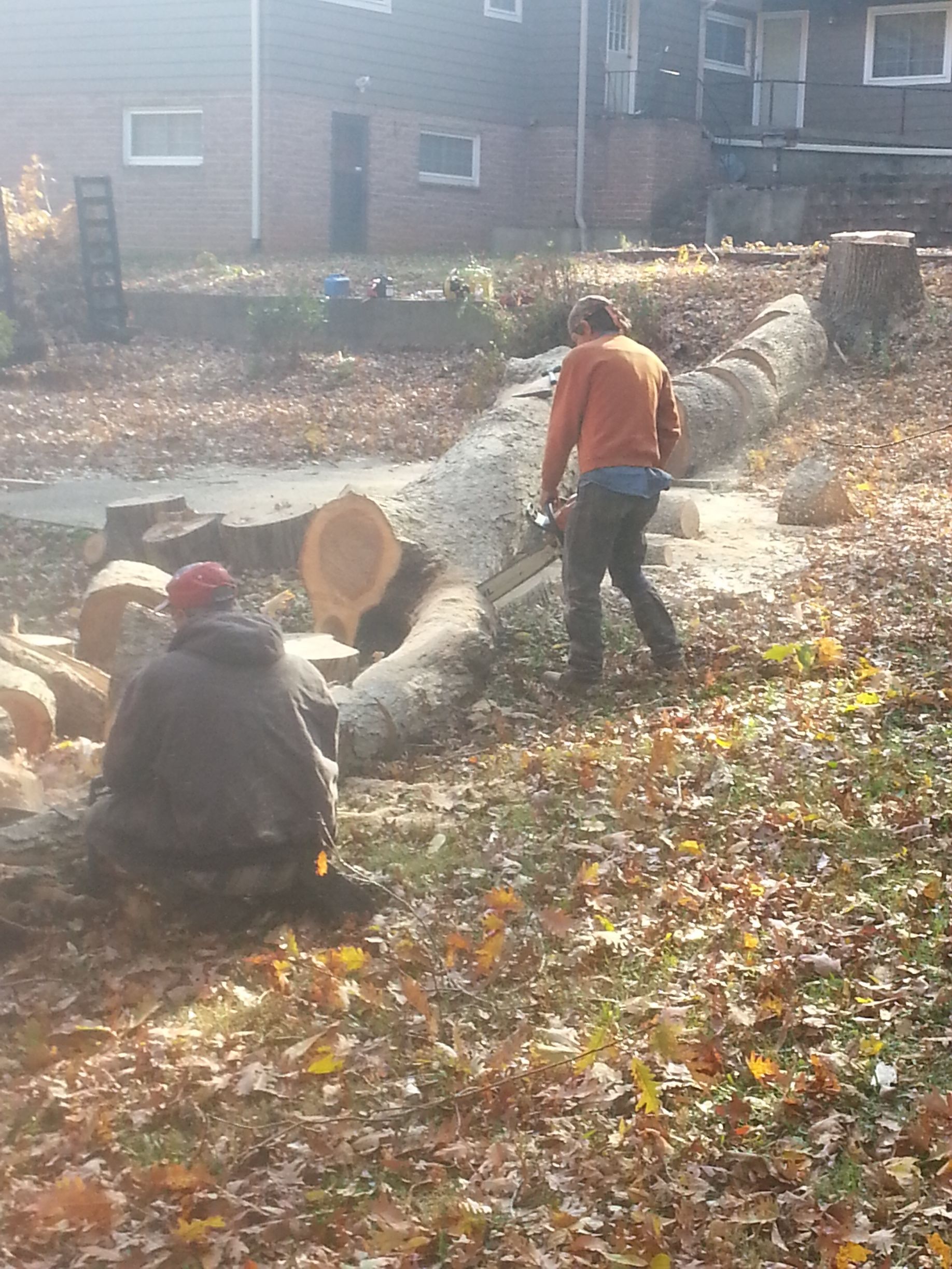 A man is cutting a large log with a chainsaw   hwy9