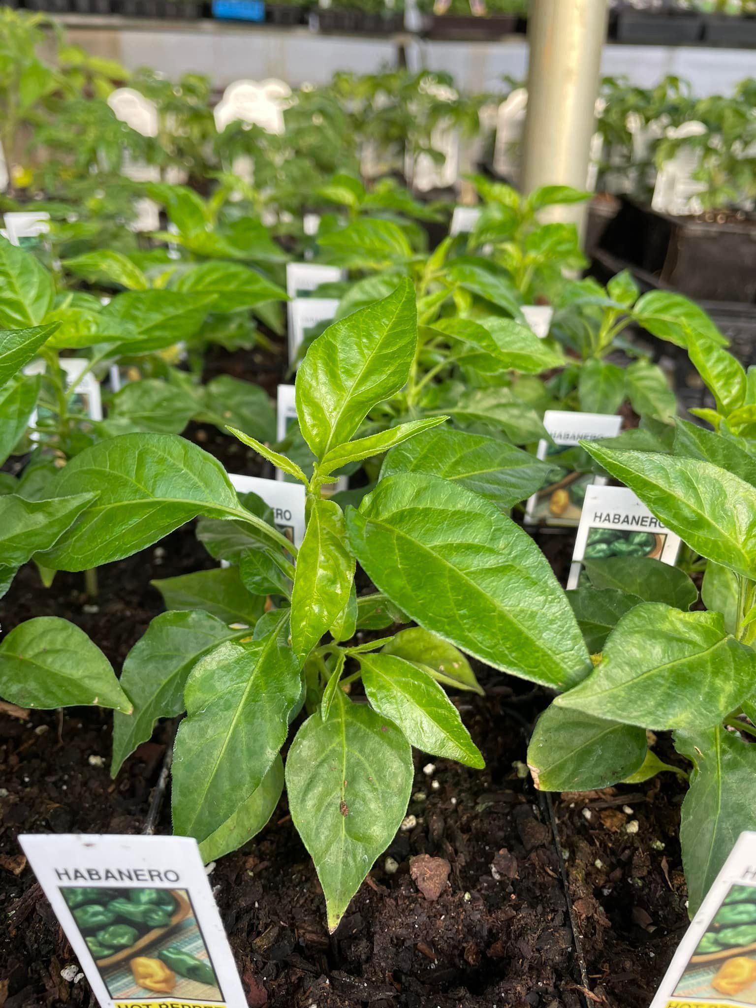 Habanero Plant — Prineton, MN — Legacy Landscaping and Irrigation