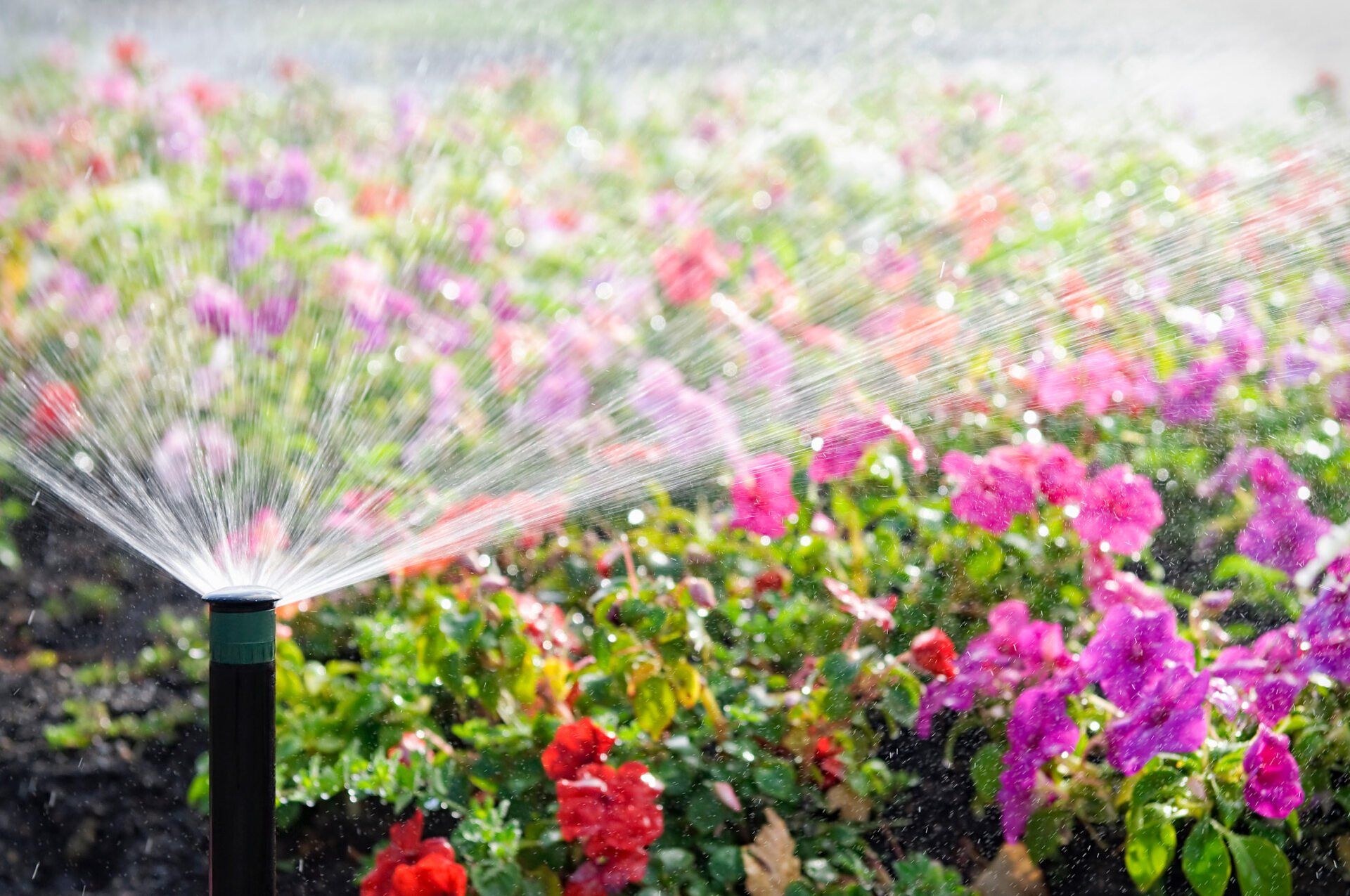 Automatic Sprinkler Watering Flowers — Prineton, MN — Legacy Landscaping and Irrigation