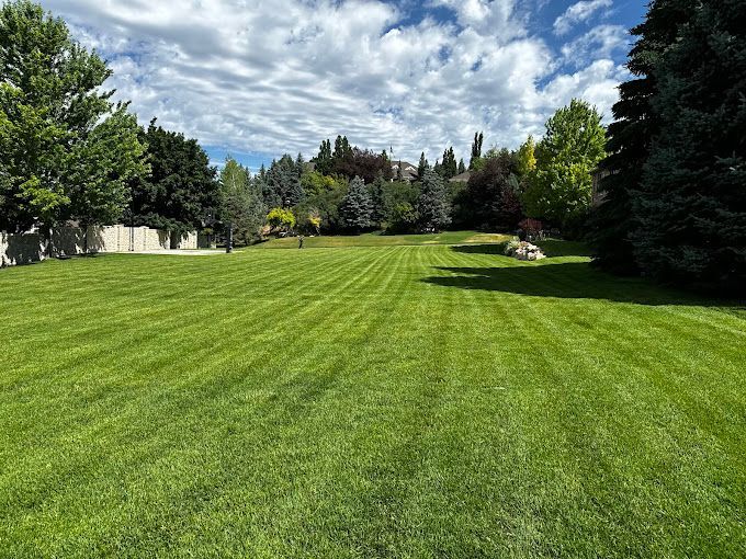 A large lush green lawn with trees in the background on a sunny day.