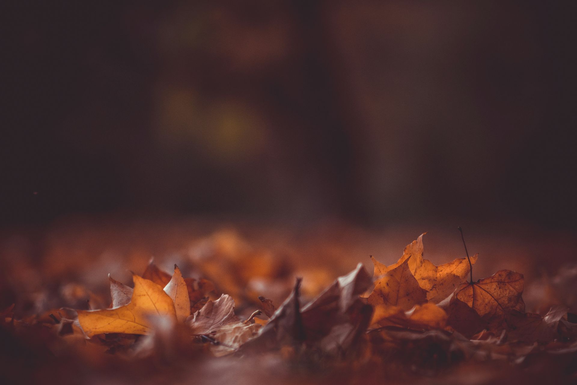 A pile of autumn leaves laying on the ground.