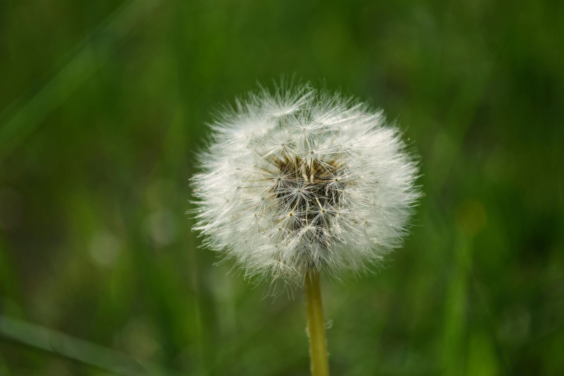 A close up of a single dandelion in the grass.