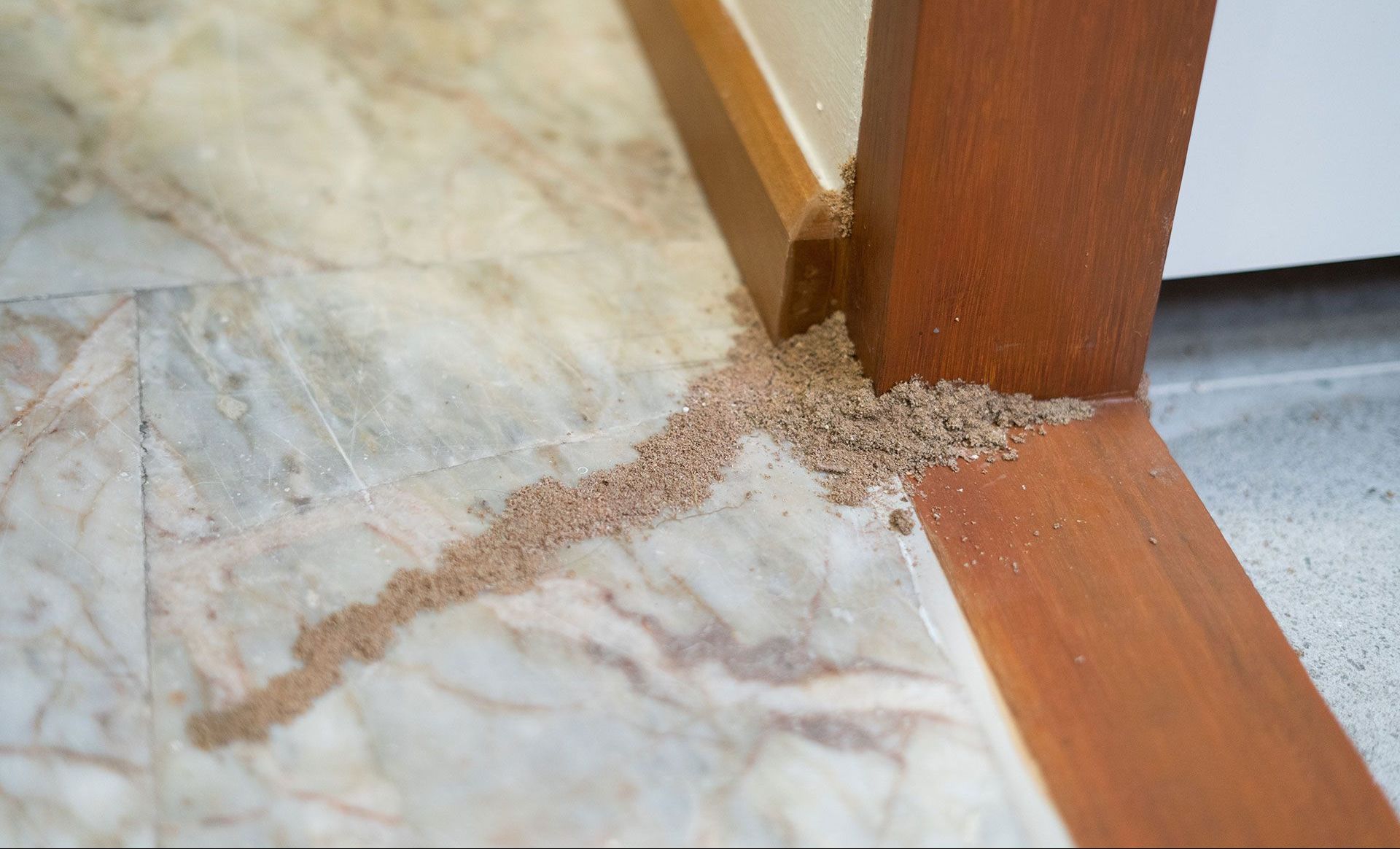 Termites are crawling on the floor near a wooden door.