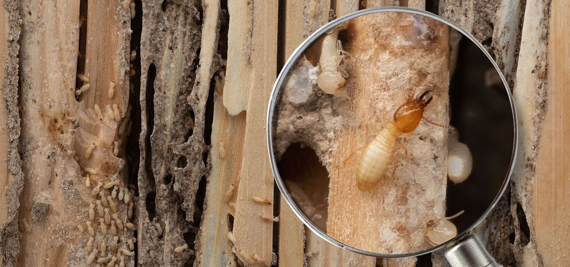 A termite is crawling on a piece of wood under a magnifying glass.