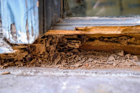 A close up of a window frame with termites eating it.