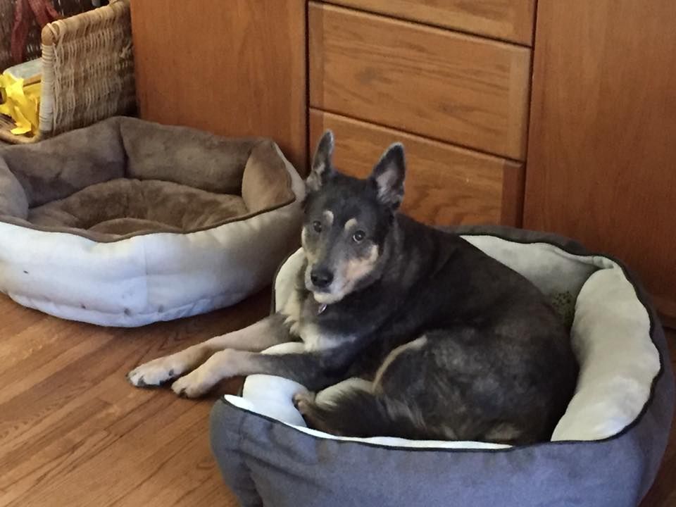 A dog is laying in a dog bed next to another dog bed