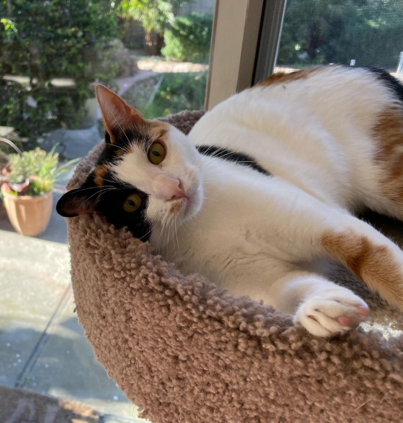 A calico cat is laying in a cat bed in front of a window.
