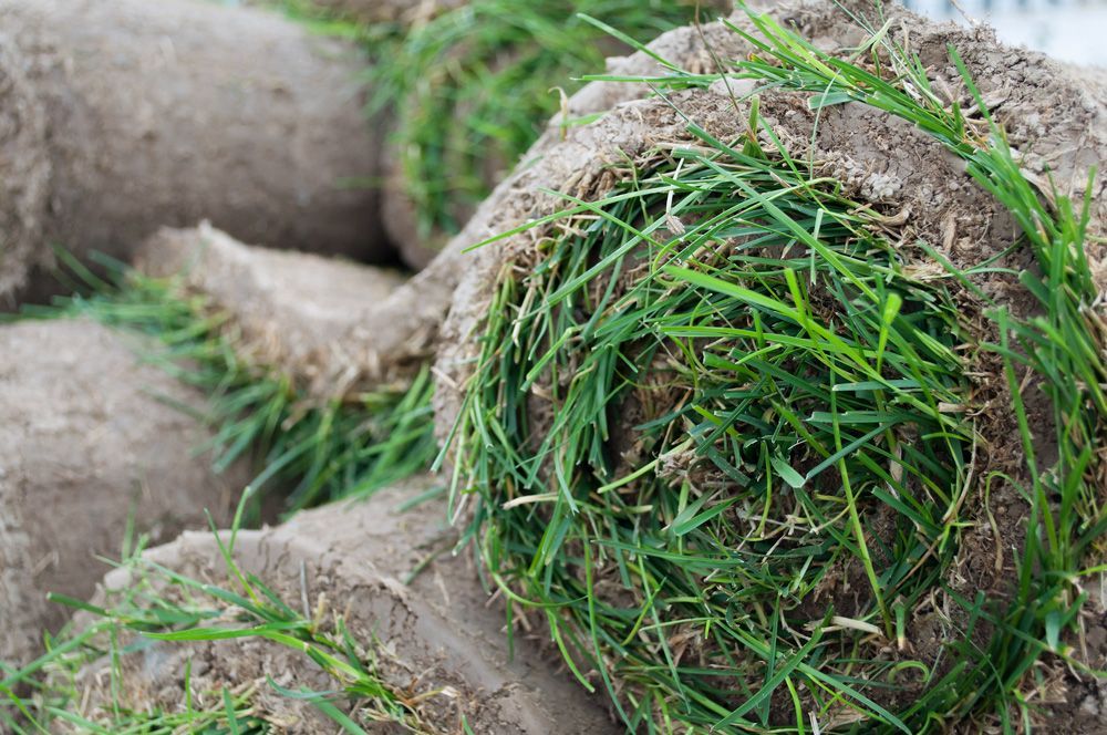 Turf Variety — Sydney, NSW — Qual Turf