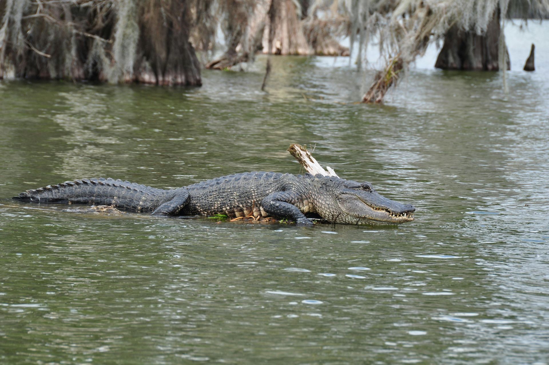 A large alligator is floating on top of a body of water.
