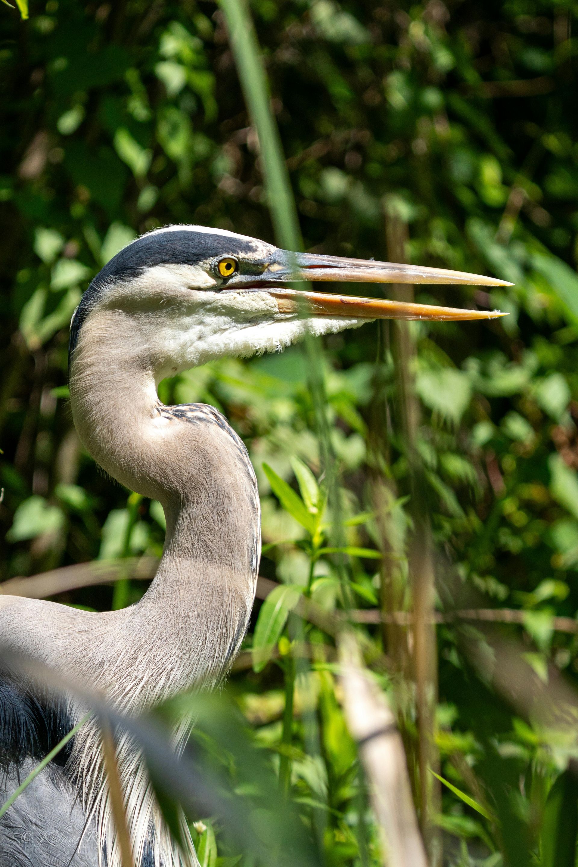 A great blue heron is standing in the grass with its beak open.