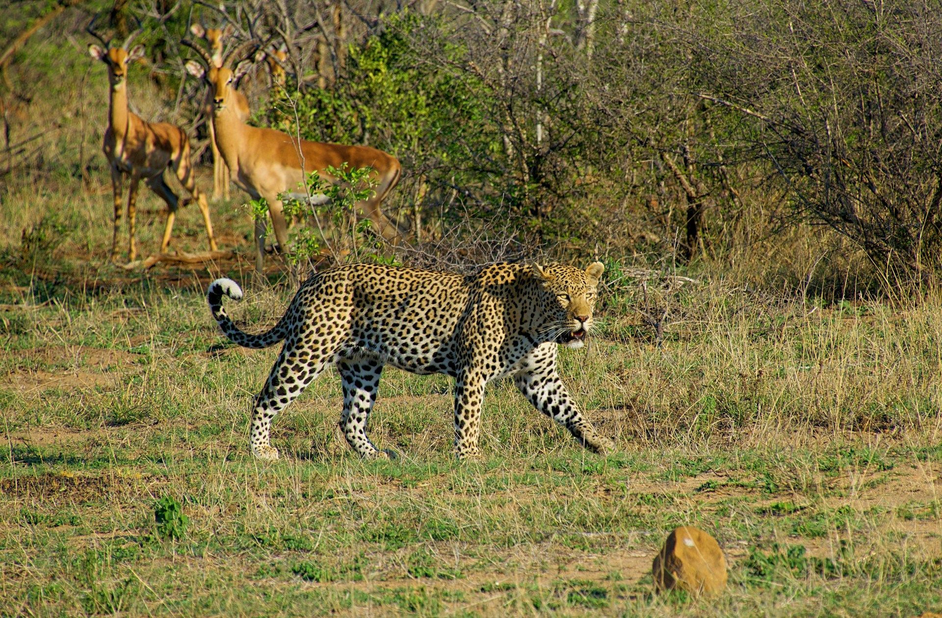 Luxury Focus Safaris - South African Explorer Safari - 7 Nights