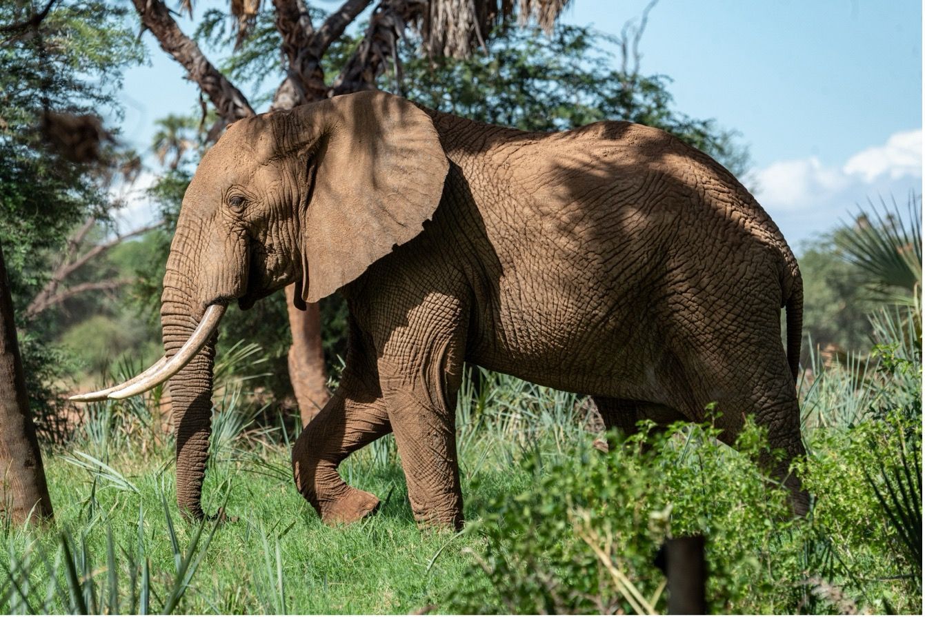 Luxury Focus Safaris - Kenya Discovery Safari - 6 Nights