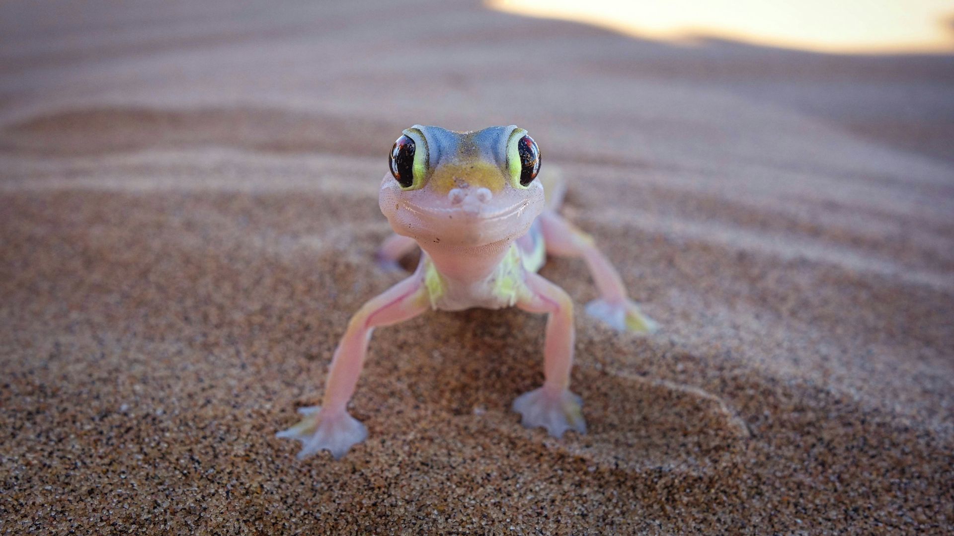 Luxury Focus Safaris - Desert Explorer Safari - 9 Nights