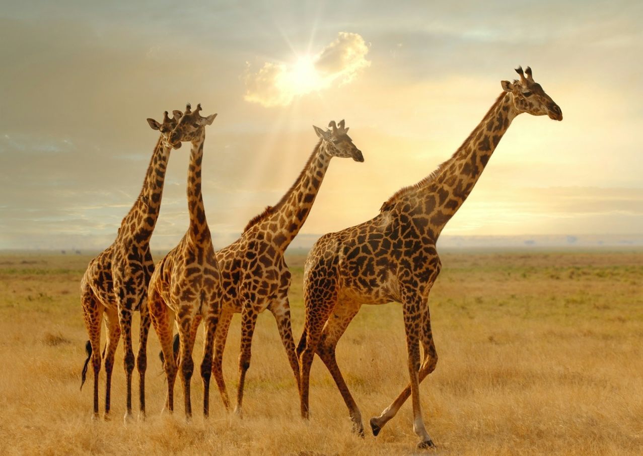 Luxury Focus Safaris - Tanzania Connoisseur - 7 Nights