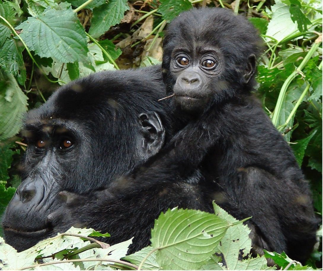 Luxury Focus Safaris - Gorilla Explorer - 5 Nights