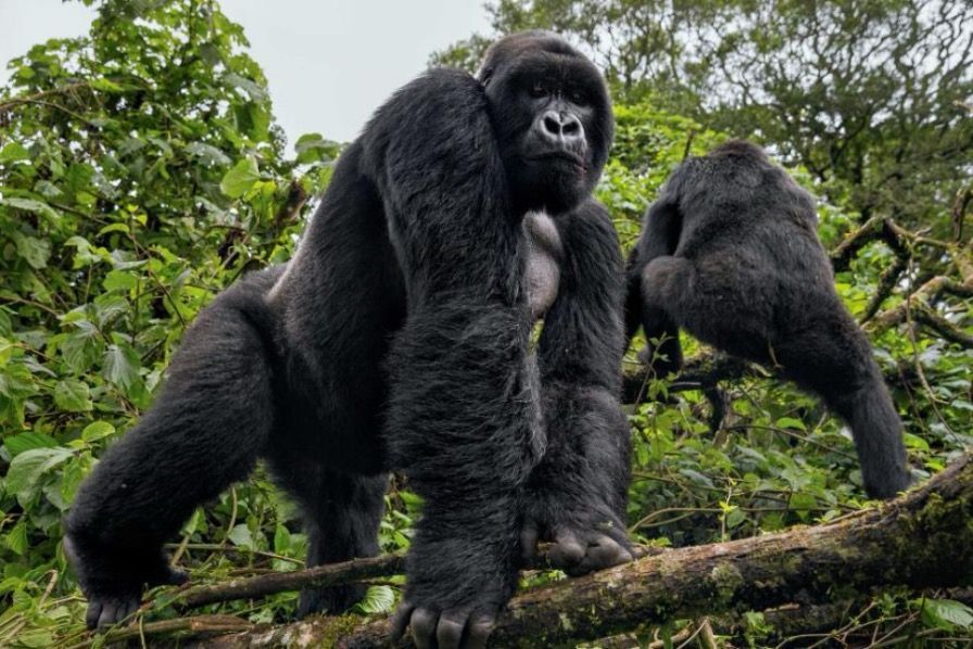 Luxury Focus Safaris - Uganda Discovery - 7 Nights