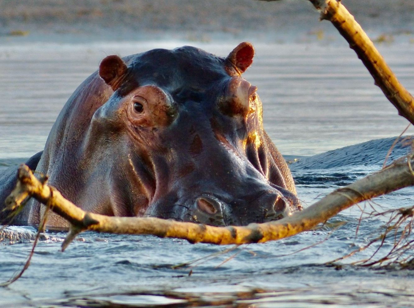 Luxury Focus Safaris - Beauty of Zambia - 9 Nights