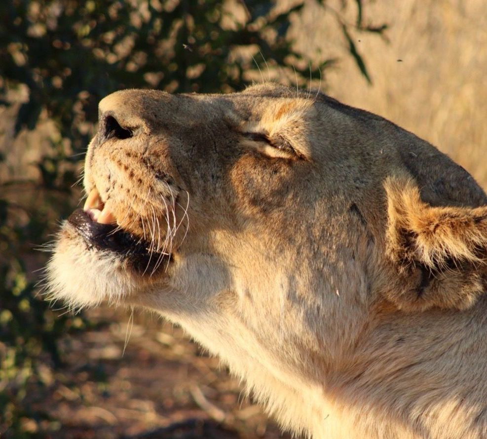 Luxury Focus Safaris - Zimbabwe Explorer Safari - 7 Nights