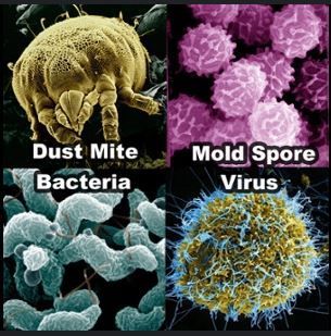 Four microscopic images: dust mite, mold spore, bacteria, and virus, each with text label.