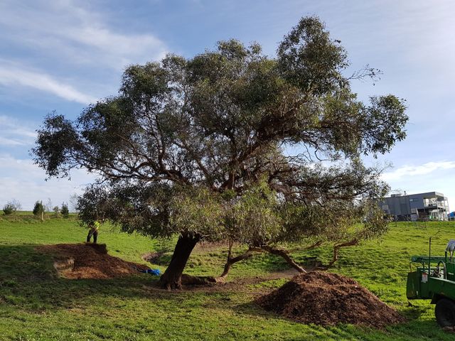 Clean Cut Tree Services Leongatha All information about
