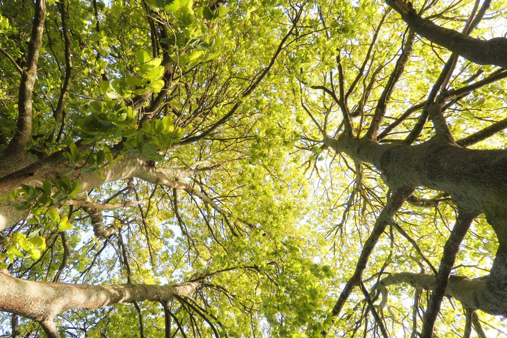 How Much Does An Arborist Cost 