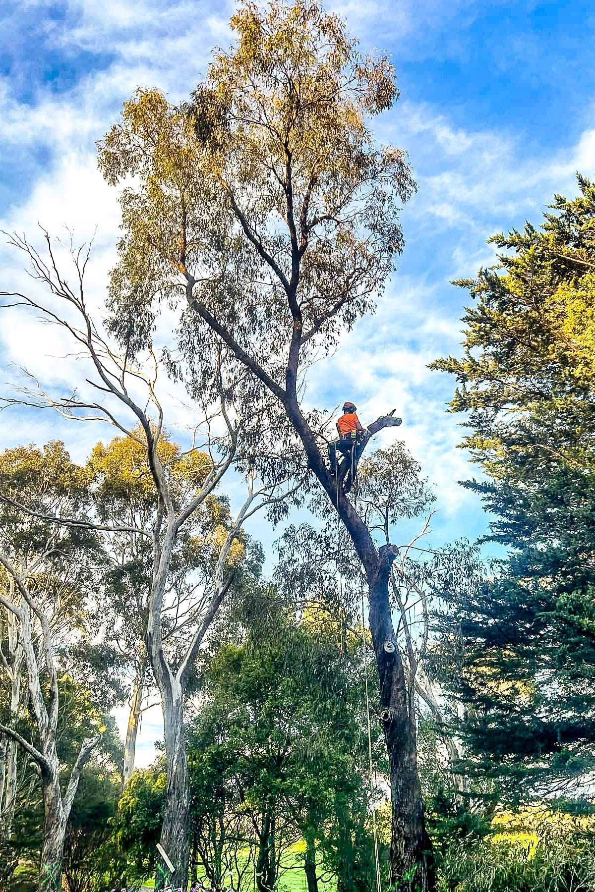 Arborist,tree,chainsaw,tree removal,stump grinding,tree care,pruning,hedge trimming,trimmer tree,tree lopper,wood chipping,mulch,tree surgeon,garden care,site clearance,fully insured arborist service,Inverloch,Wonthaggi,Korumburra