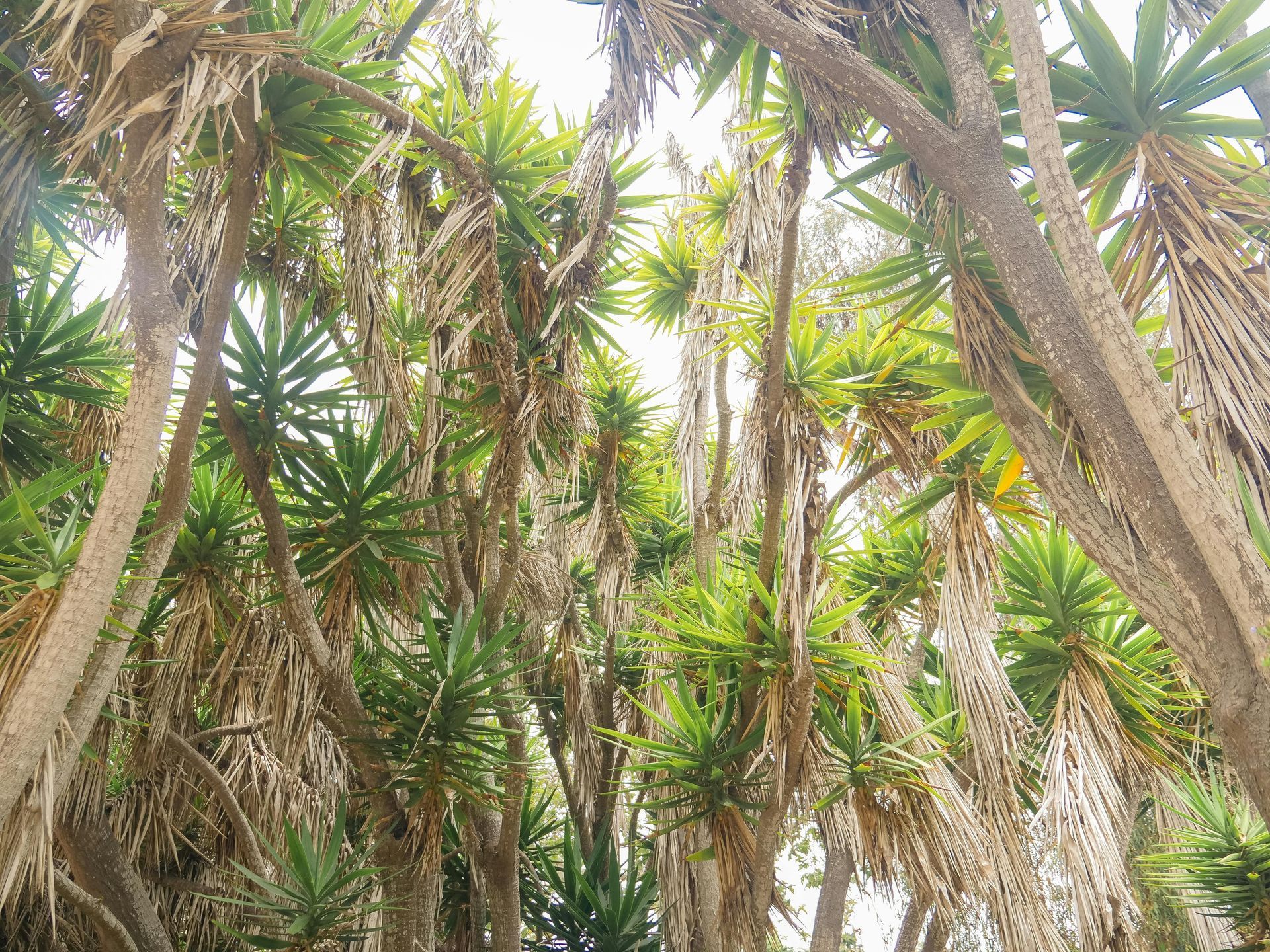 Yukka yucca plants growing together in a garden
