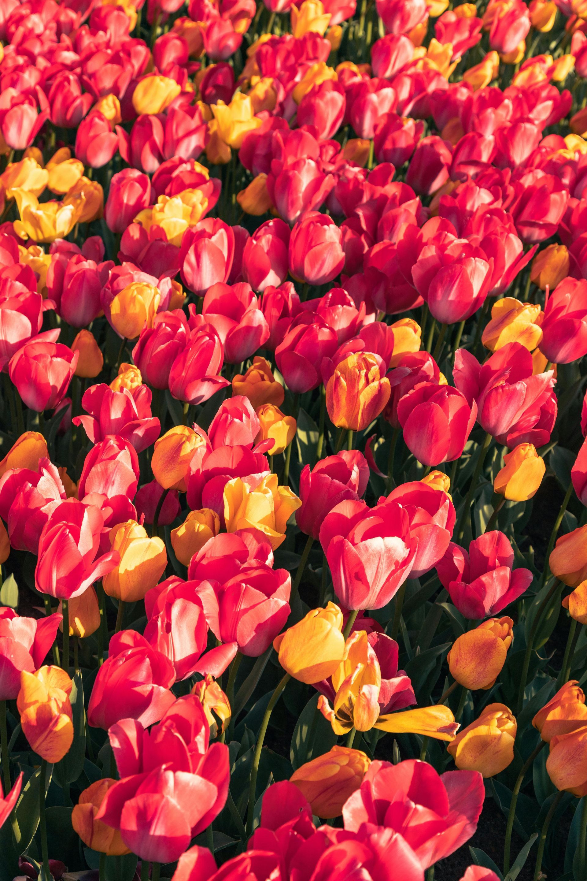 Un champ de tulipes rouges et jaunes dans un jardin.