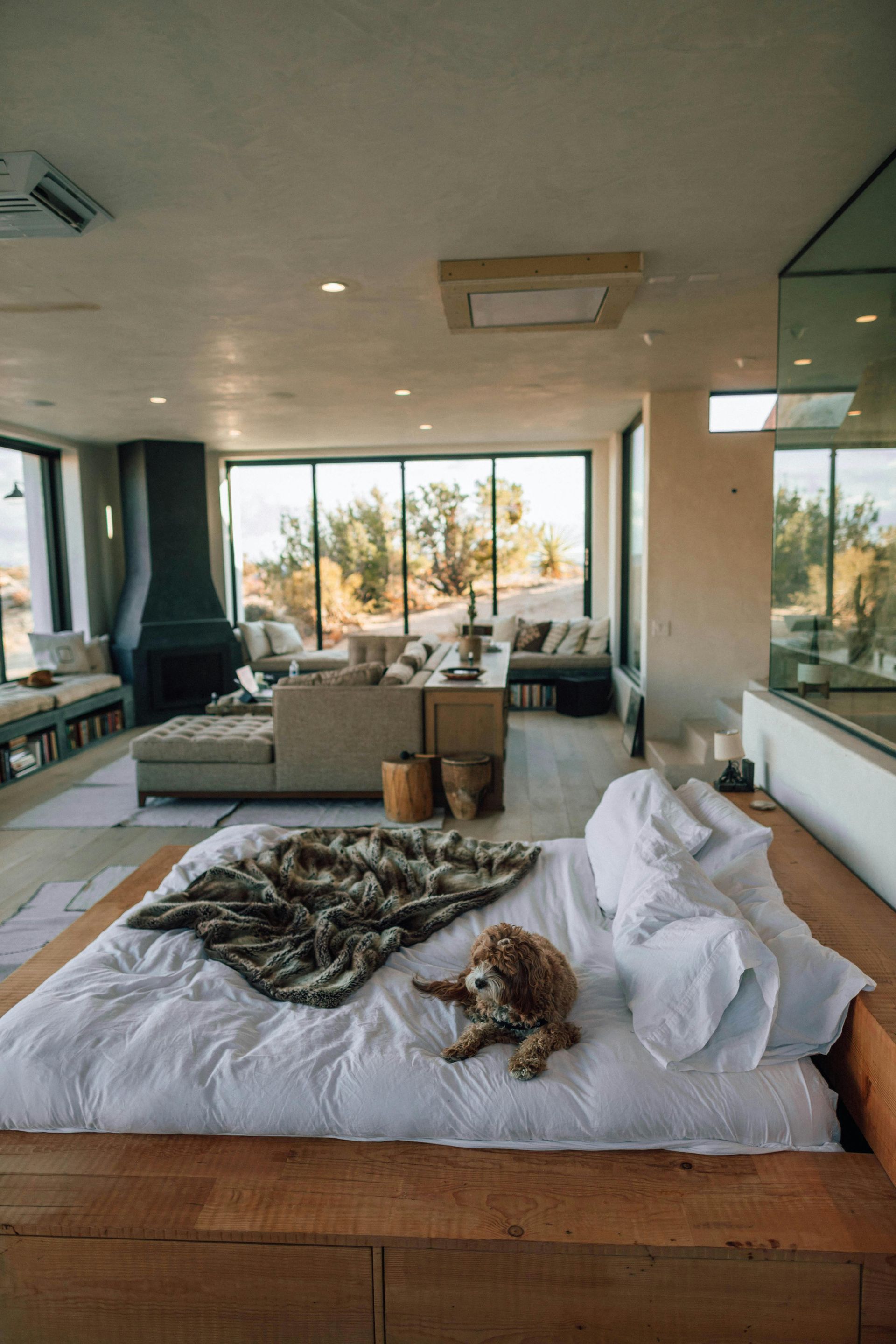 Dog rests on a bed with white sheets and a blanket, overlooking a desert landscape through large windows.