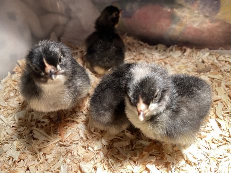 Three baby chickens are sitting on a pile of wood shavings