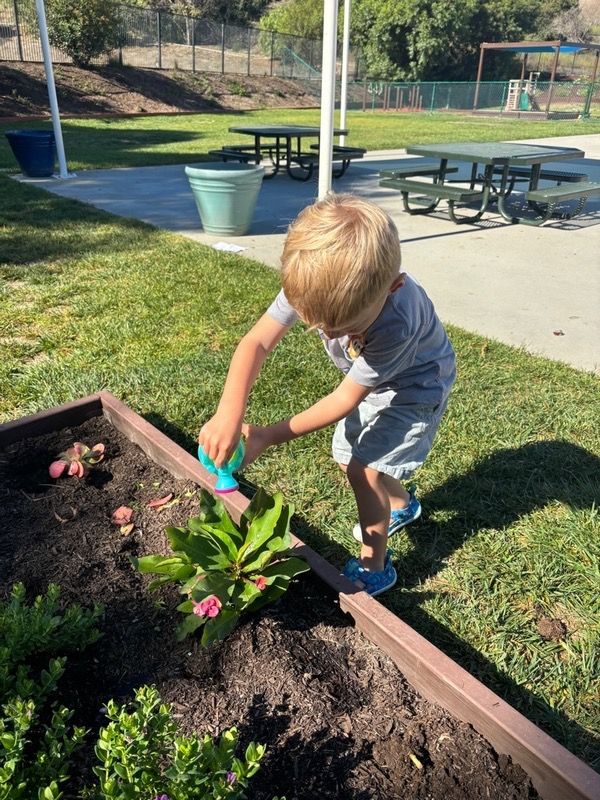 A Montessori child is watering a flower in a garden.
