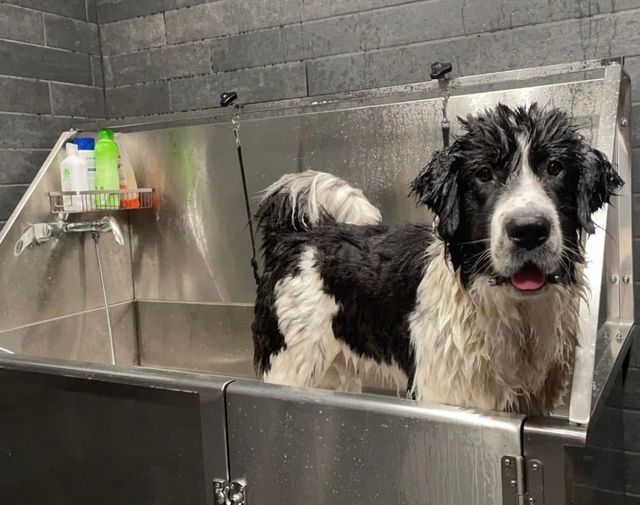 Aery Building dog bath 