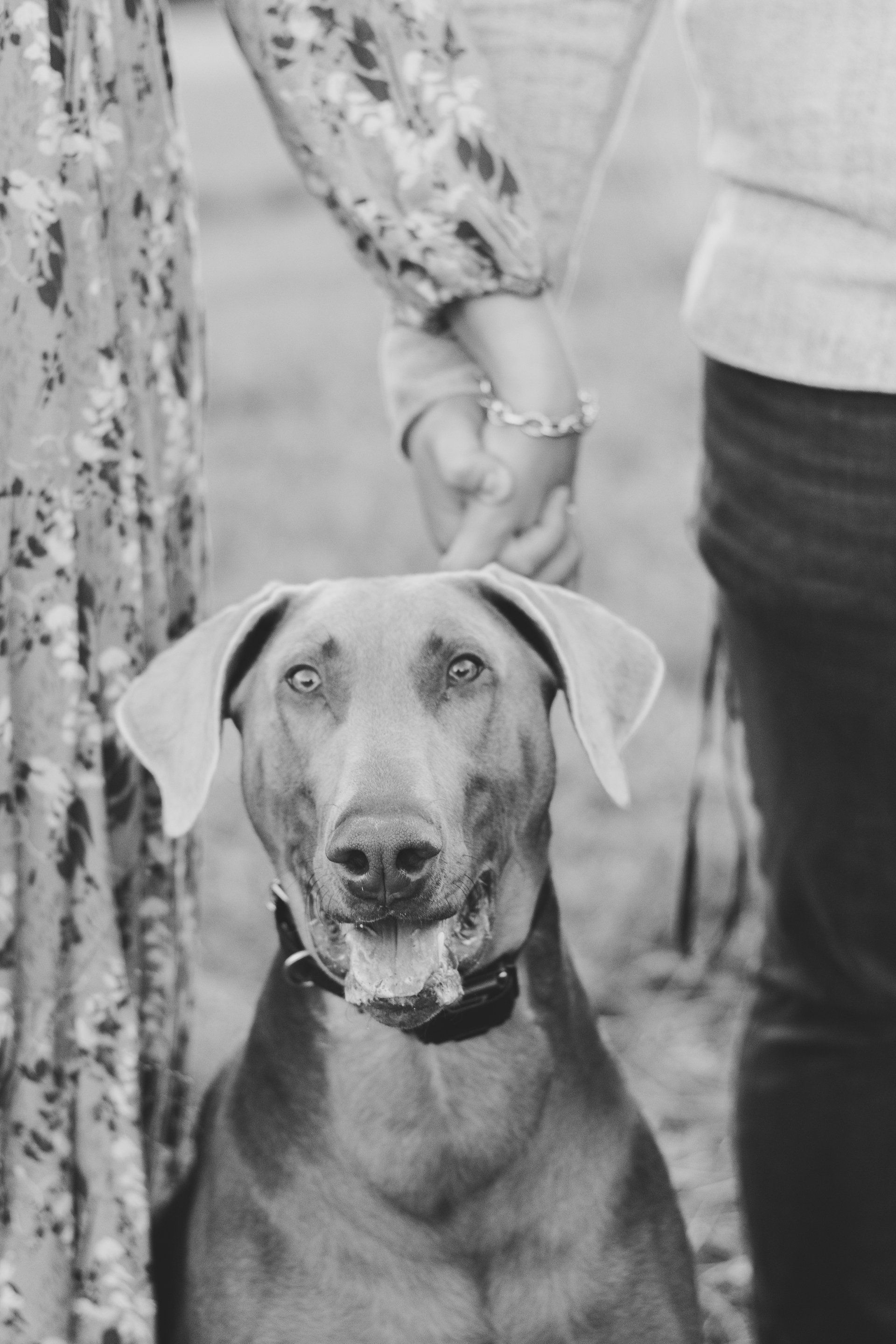 A black and white photo of a dog holding a person 's hand.