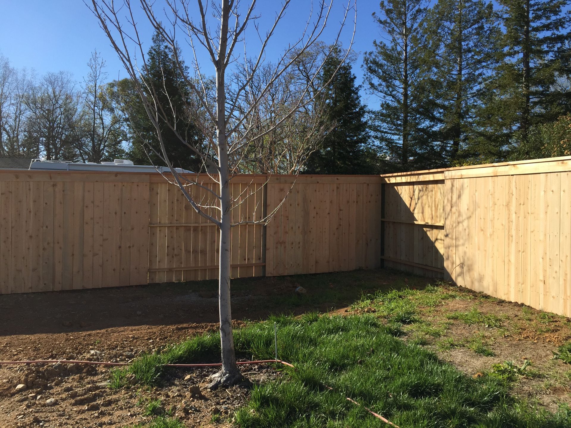 Backyard with a young leafless tree, wooden fence, and patches of grass under a clear blue sky