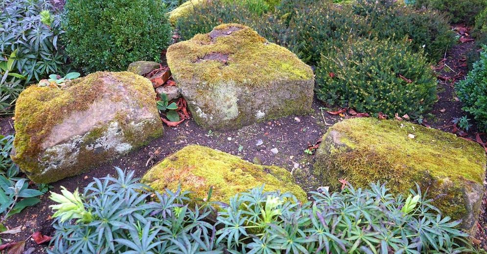 A group of rocks covered in moss in a garden surrounded by plants.