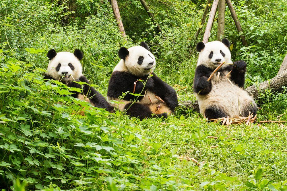 Three Giant Chinese Panda