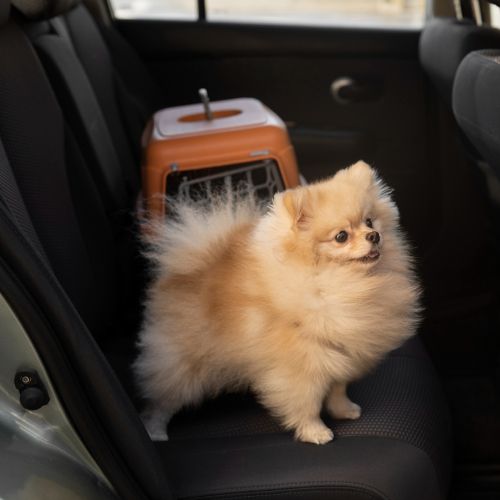 A pomeranian dog is sitting in the back seat of a car