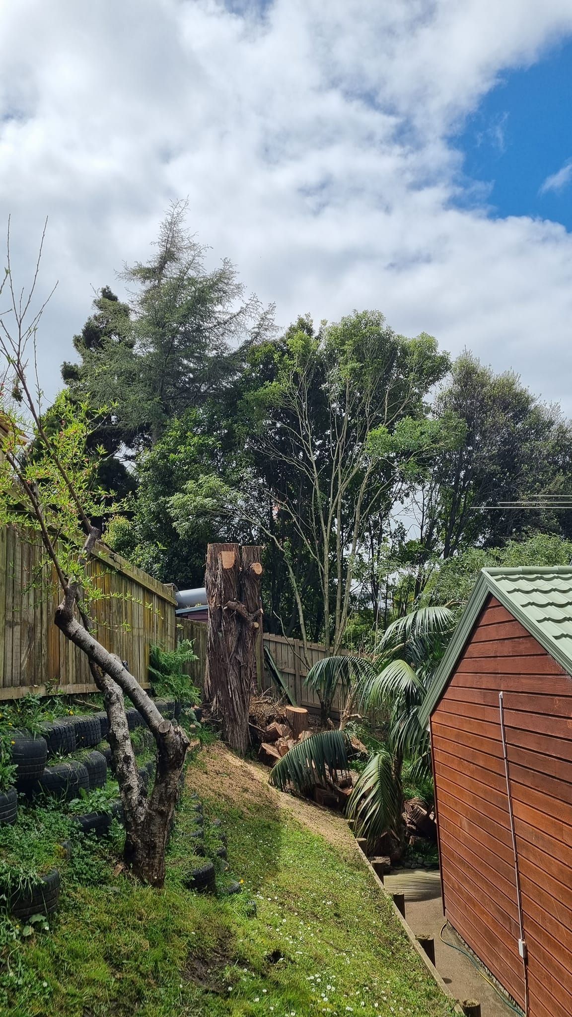 Client Old Tree - Auckland, NZ - Empire Tree Services Limited
