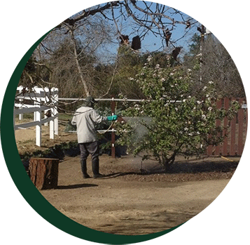 Spraying pesticide — Fertilization services in California, CA Spraying pesticide — Fertilization services in California, CA