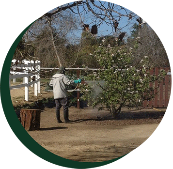 Spraying pesticide  — Fertilization services in California, CA