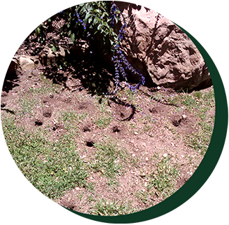 Pest — Pest control services in California, CA