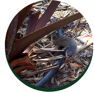Dead animal — Weed control services in California, CA