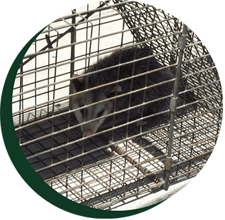 Possum in a trap - Pest Control in Santa Barbara, CA