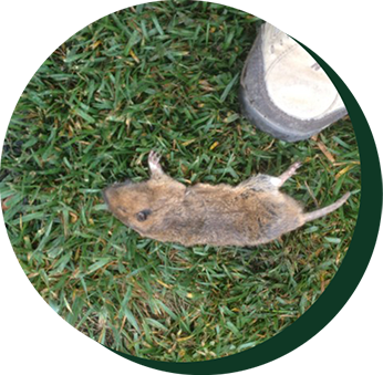 Dead rat — Pest control company in California, CA