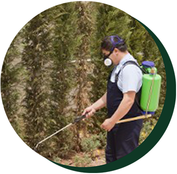 Hedges — Weed control services in California, CA Hedges — Weed control services in California, CA