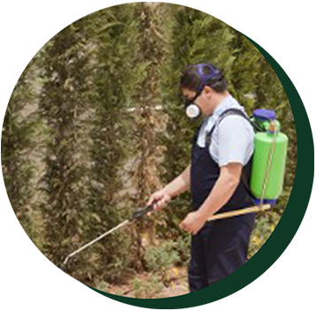 Hedges — Weed control services in California, CA